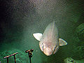 Image 63The sluggish bathydemersal false catshark, shown here at a depth of 1,200 meters, has an enormous oil-filled liver which lets it hover off the continental slope at near-neutral buoyancy. It feeds on cephalopods, cutthroat eels, grenadiers, snake mackerel, and lanternsharks. (from Demersal fish)