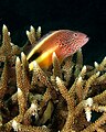 Image 51A hawkfish, safely perched on Acropora, surveys its surroundings (from Coral reef fish)