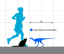 Size diagram