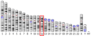 Chromosome 12 (human)