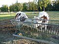 The Ferme-Georges-Ville, a small farm next to the Hippodrome, designed to show Paris schoolchildren the work of a real farm.