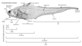 Image 32An annotated diagram of the basic external features of an abyssal grenadier and standard length measurements. (from Deep-sea fish)