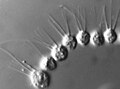 Desmarella sp. kolonijska (Choanoflagellatea)