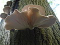 Thumbnail for Pleurotus ostreatus