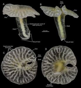 Dendrogramma enigmatica, by Jean Just, Reinhardt M�bjerg Kristensen and J�rgen Olesen