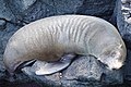 Gal�pagos Sea Lion napping between hardened lava formations