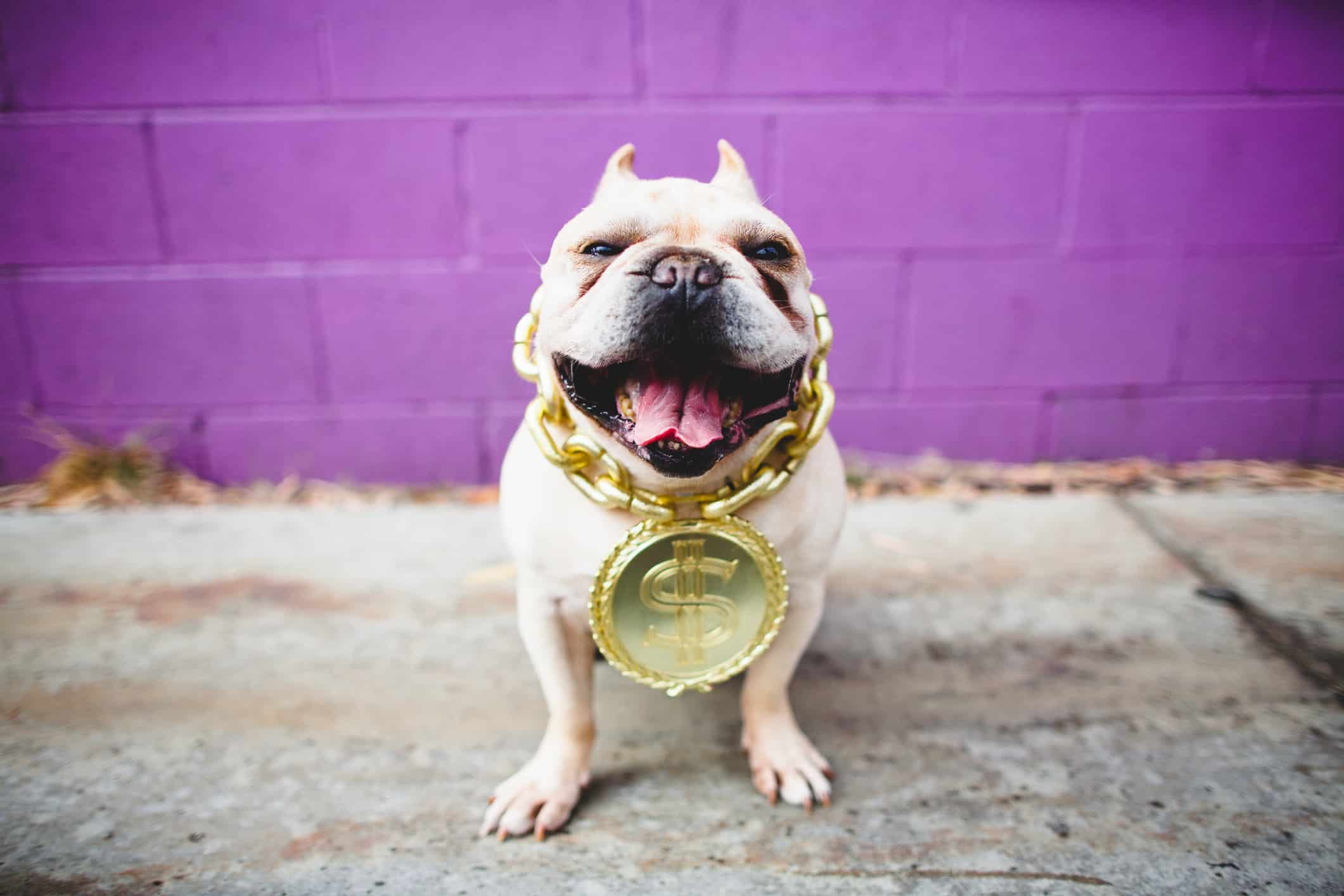 Dog smiles with a big gold necklace