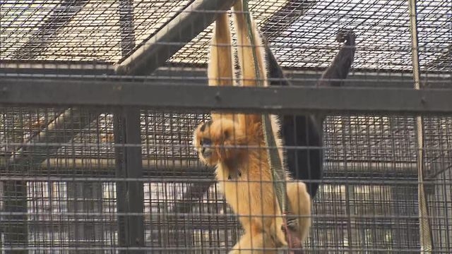 動植物公園猴子死於類鼻疽菌引致敗血病 政府指對市民影響低毋須過分擔心