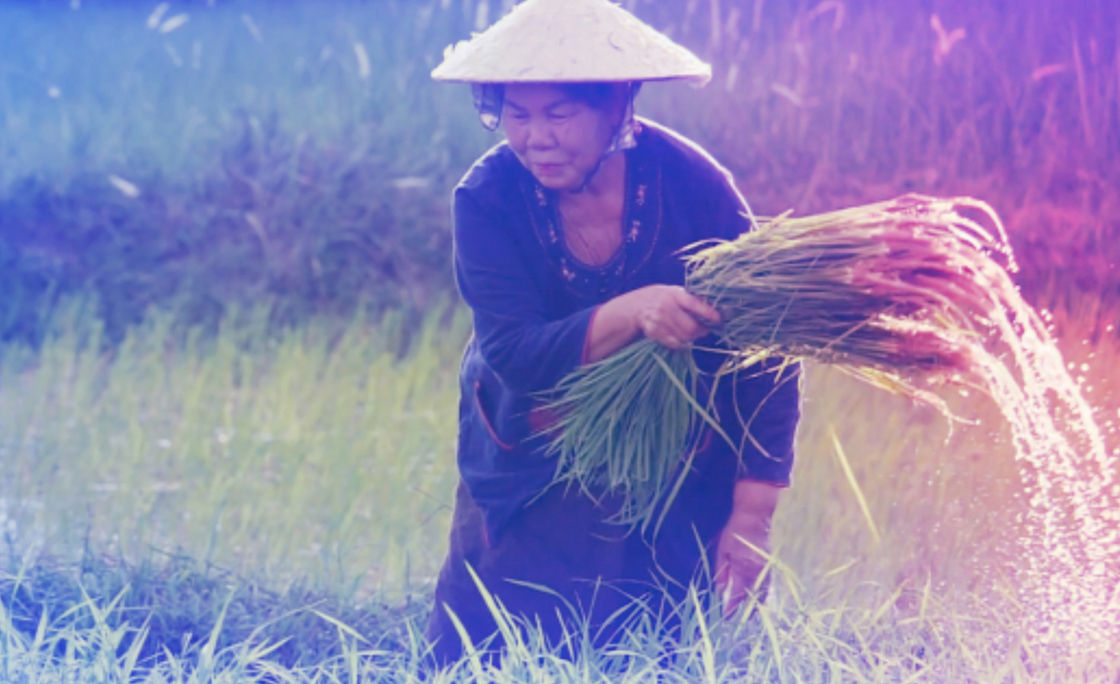 Lady working in the farm