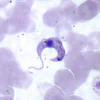 Trypanosoma cruzi, forma flagelada em esfrega�o sangu�neo.