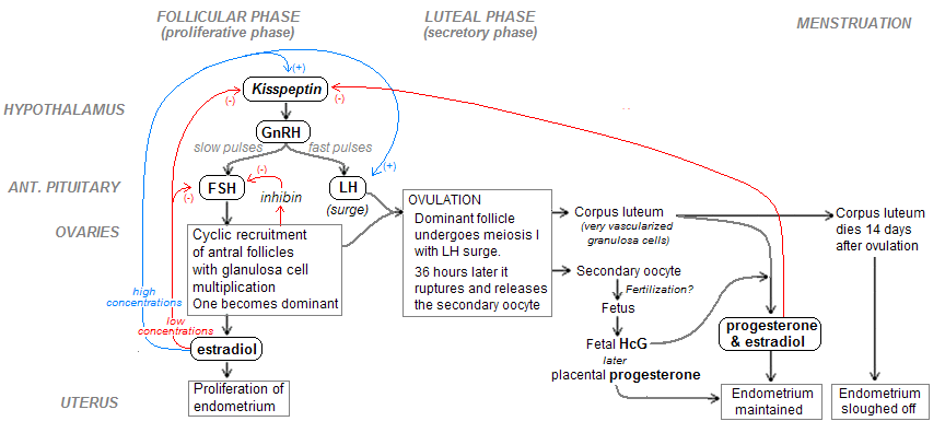 Regulaci�n hormonal do ciclo menstrual.