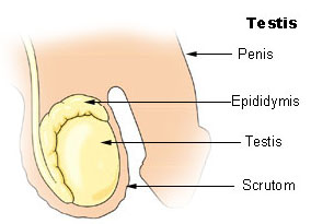 Teelbal