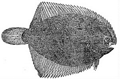 Achirus lineatus