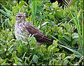 Havasi pityer (Anthus spinoletta)