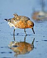 Sarki partfutó (Calidris canutus)