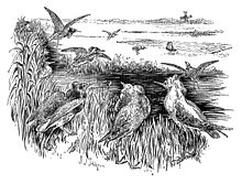 A 1897 black-and-white drawing of a group of Ruffs moving towards an area baited with food. Some are flying towards the food. A net lies on the ground beside the feeding area.