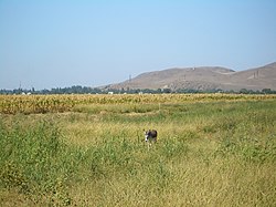 村子西边一景