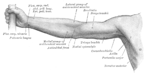 H�ger arms framsida.