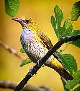 Wielewaal (Oriolus oriolus) ♀