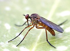 Empis stercorea, un Empididae.