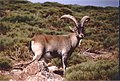 Spanish ibex