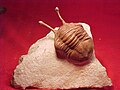 Asaphus kowalewskii, un trilobites permineralizado