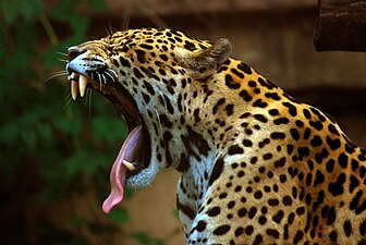 Jaguar in Toronto Zoo