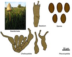 L'image est divisée en plusieurs petites images : une photographie du champignon dans un champ, des représentations schématiques des spores, d'un baside, des cheilocystides et d'éventuels pleurocystides.