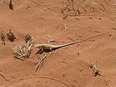 L�zard au Wadi Rum en mars 2016.