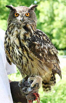 Huuhkaja (Bubo bubo)