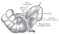 Inferior ileocecal fossa.