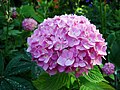 Hydrangea flowers, Srinagar, Kashmir, India.