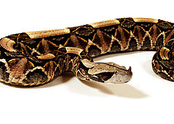 Bitis gabonica