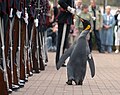 Nils Olav, un manchot royal, mascotte de la garde royale norvégienne.