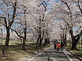 赤城南面千本桜（日本さくら名所100選）