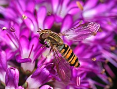 Episyrphus balteatus, un Syrphidae.