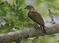 Schubkeelhoningspeurder (Indicatoridae)