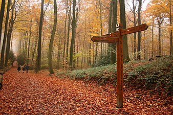 Le GR VA dans le Brakelbos (nl)