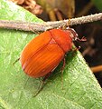 Maladera formosae, Norteamérica (especie introducida de Asia)