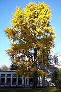 Ginkgo biloba (Ginkgophyta, ginkgos)