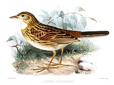 Pipit ocré