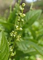 Épi de fleurs mâles en train de s'ouvrir.