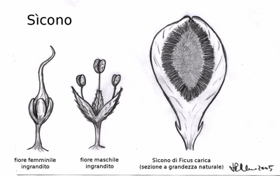 S�cono e fiori