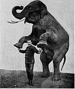 Dressage d'un éléphant en 1903.