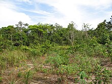 Plantation de manioc dans une clairière de la jungle