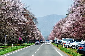 二十間道路桜並木