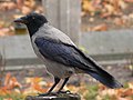 Dolm�nyos varj� (Corvus cornix)