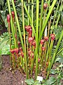 Etlingera fulgens