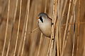 Barkóscinege (Panurus biarmicus)