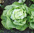 1 novembre 2015 Aujourd'hui, c'est salade pour tout le monde !